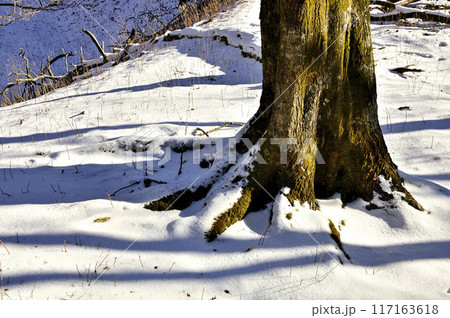 丹沢山地の三ノ塔 森の積雪 丹沢山地の三ノ塔 森の積雪 117163618