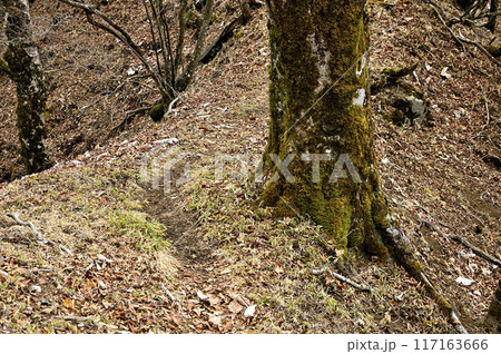 丹沢の大界木山 甲相国境尾根の縦走路 丹沢の大界木山 甲相国境尾根の縦走路 117163666