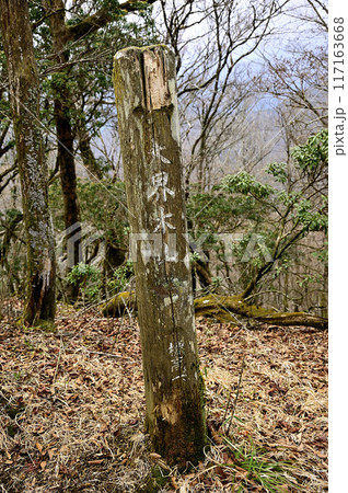 丹沢の大界木山山頂 甲相国境尾根の縦走路 丹沢の大界木山山頂 甲相国境尾根の縦走路 117163668