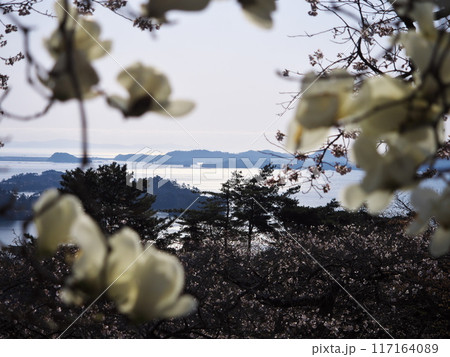 春の西行戻しの松公園に咲くコブシから松島湾を望む 117164089