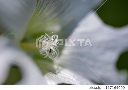 白い立葵の花 117164090