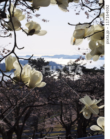 春の西行戻しの松公園に咲くコブシから松島湾を望む 春の西行戻しの松公園に咲くコブシから松島湾を望む 117164092