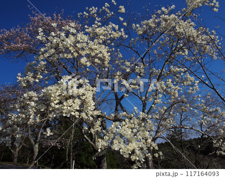 春の西行戻しの松公園に咲くコブシ 春の西行戻しの松公園に咲くコブシ 117164093