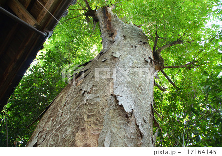 埼玉県深谷市戸森のパワースポット　雷電神社の御神木 117164145