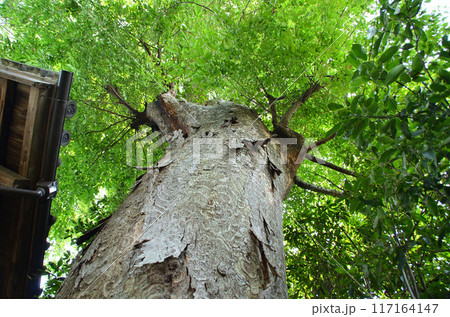 埼玉県深谷市戸森のパワースポット　雷電神社の御神木 117164147