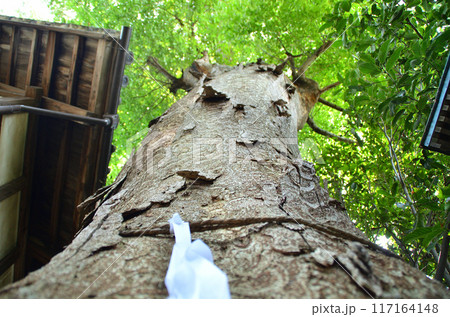埼玉県深谷市戸森のパワースポット　雷電神社の御神木 117164148