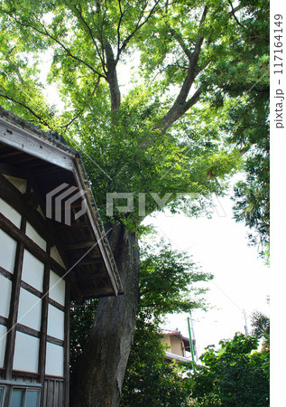 埼玉県深谷市戸森のパワースポット　雷電神社の御神木 117164149