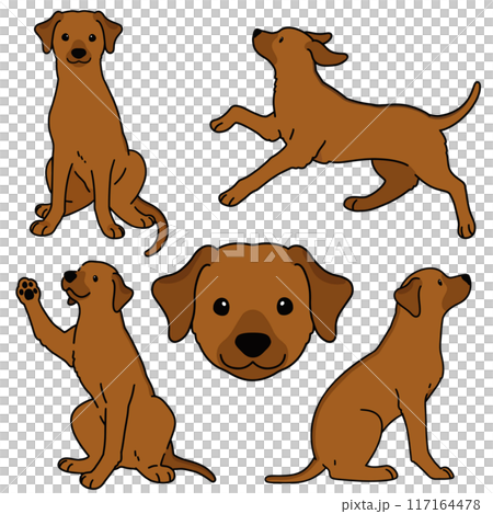 簡單可愛的羅德西亞脊背犬插圖集，帶有主線 117164478