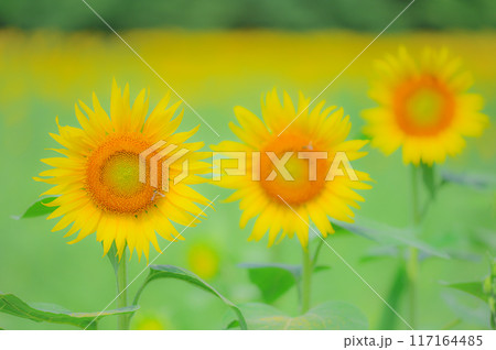 太陽を追う花：ひまわり畑の風景　真夏イメージ 117164485