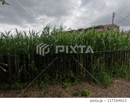 名古屋市緑区　神沢池付近 117164623