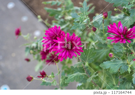 冬に鮮やかに咲くオステオスペルマムの花 冬に鮮やかに咲くオステオスペルマムの花 117164744