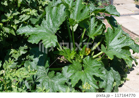 Lush Green Zucchini Plant in Urban Garden Setting 117164770