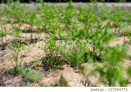 Organic Carrot Plants Growing in Mulched Garden Bed 117164771