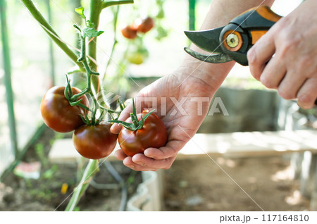 Gardener Pruning Tomato Plants in a Greenhouse 117164810