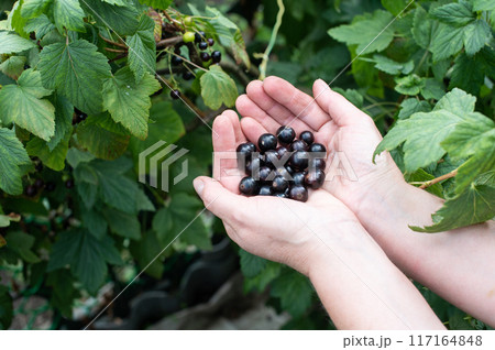 Handpicked Fresh Black Currants in Woman's Palms 117164848