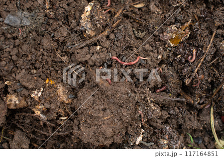 Earthworms in Fertile Soil Closeup 117164851