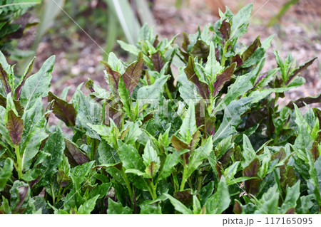 スイゼンジナ 117165095