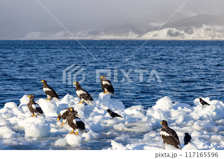 流氷に止まるオオワシの群れ 117165596