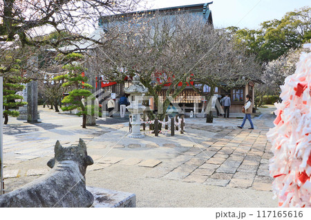 福岡県築上町にある梅の名所綱敷天満宮境内と社殿 117165616