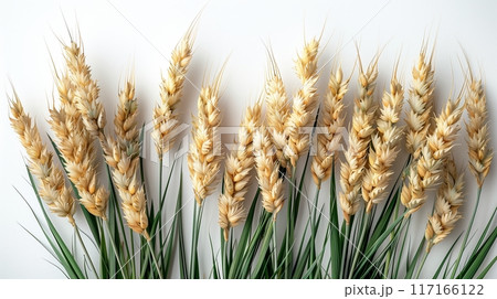 Golden wheat stalks against a pure white background. 117166122
