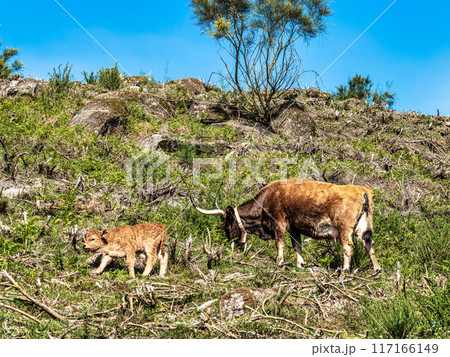 The Cachena cow in Nationalpark Peneda-Geres in North Portugal, a traditional Portuguese mountain cattle 117166149