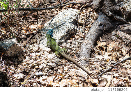 An Iberian emerald lizard, Lacerta schreiberi at Lindoso, Peneda Geres in Portugal An Iberian emerald lizard, Lacerta schreiberi at Lindoso, Peneda Geres in Portugal 117166205