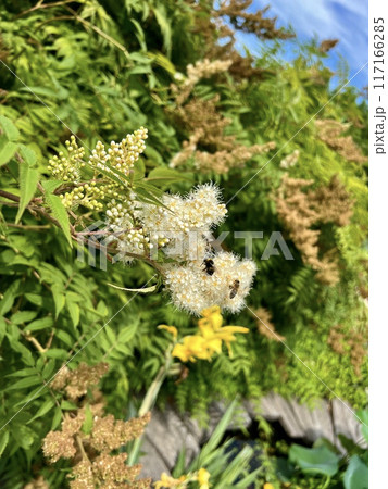 Flowering bush with yellow flowers and a bee pollinating it Flowering bush with yellow flowers and a bee pollinating it 117166285