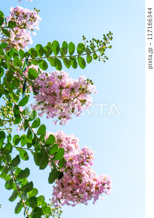 青空に映えるサルスベリの花 青空に映えるサルスベリの花 117166344