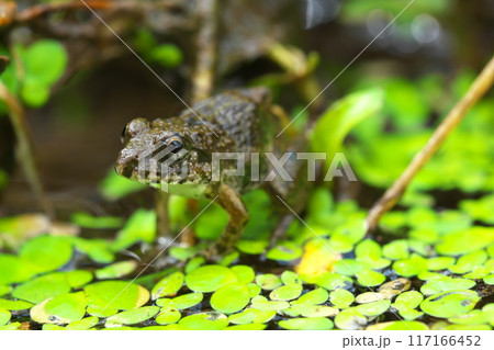水草の上のヌマガエル 117166452