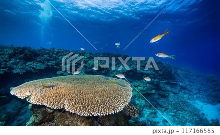 青い海と魚たち 117166585