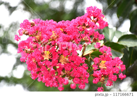 サルスベリ（百日紅） 117166671