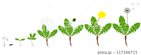 Cycle of growth of a dandelion plant isolated on a white background. Cycle of growth of a dandelion plant isolated on a white background. 117166715