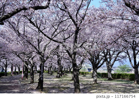 満開の荒川桜づつみ公園 満開の荒川桜づつみ公園 117166754