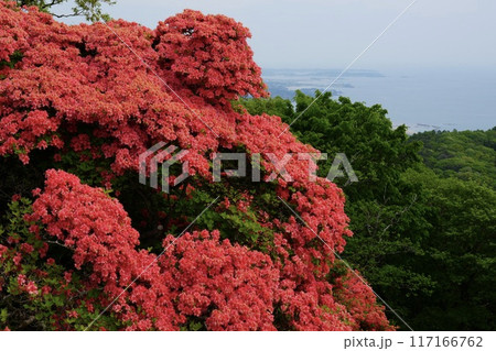 田束山のヤマツツジ 117166762