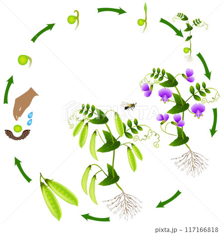 The life cycle of a pea plant is isolated on a white background. 117166818