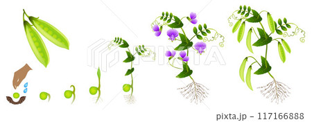 Cycle of growth of a pea plant on a white background. 117166888