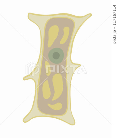 Vector isolated illustration of onion scale plant cell under a microscope. The structure of a plant cell. 117167114