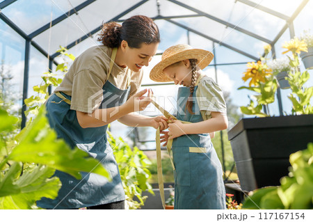 mother and daughter are gardening in the greenhouse 117167154
