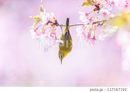 河津桜とメジロ 河津桜とメジロ 117167192