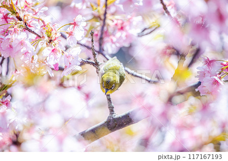 河津桜とメジロ 117167193