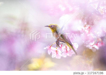 河津桜とメジロ 117167196