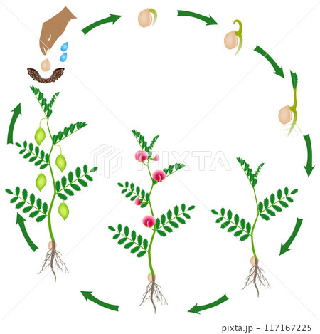 Cycle of growth of a chickpea plant on a white background. 117167225