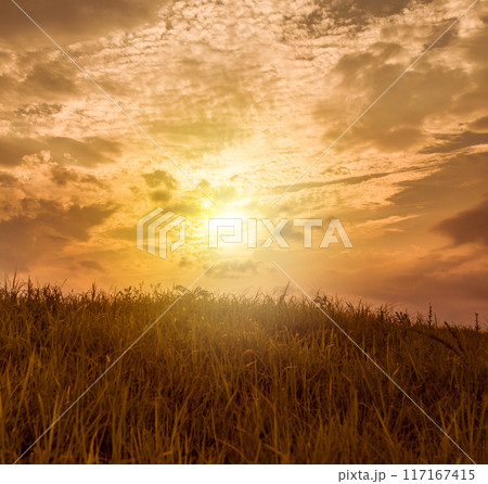 草原の風景 117167415