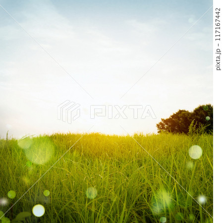 Image photo Image photo 117167442