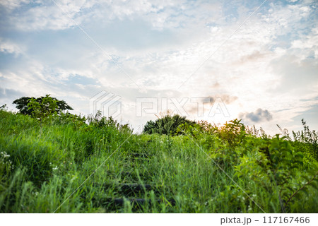 草原の風景 117167466