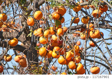 柿の実 柿の実 117167901