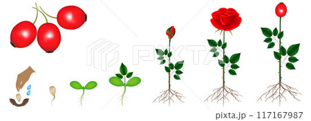 Cycle of rose plant growth, isolated on white background. 117167987