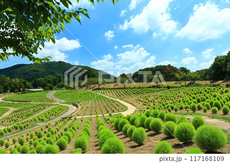 【香川県】国営讃岐まんのう公園(新緑のコキア) 117168109