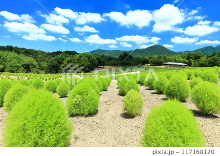 【香川県】国営讃岐まんのう公園(新緑のコキア) 117168120
