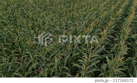Corn field of green corn stalks and tassels, aerial drone photo above corn plants. High quality photo Corn field of green corn stalks and tassels, aerial drone photo above corn plants. High quality photo 117168172